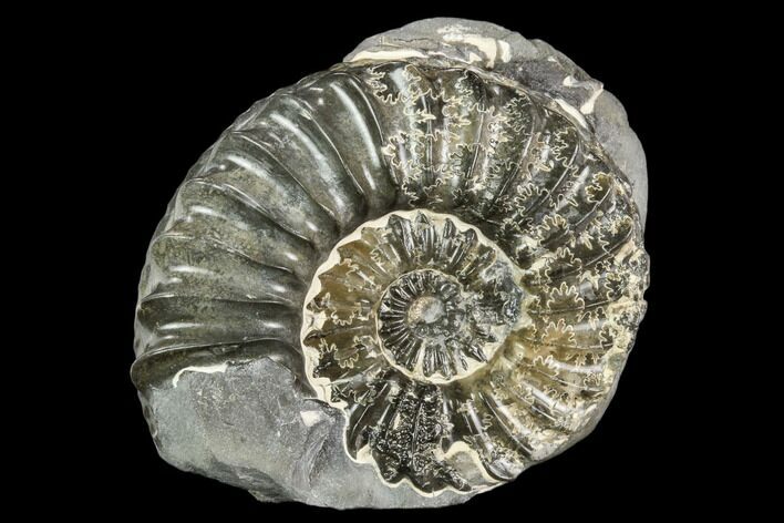 Ammonite (Pleuroceras) Fossil - Germany #125398
